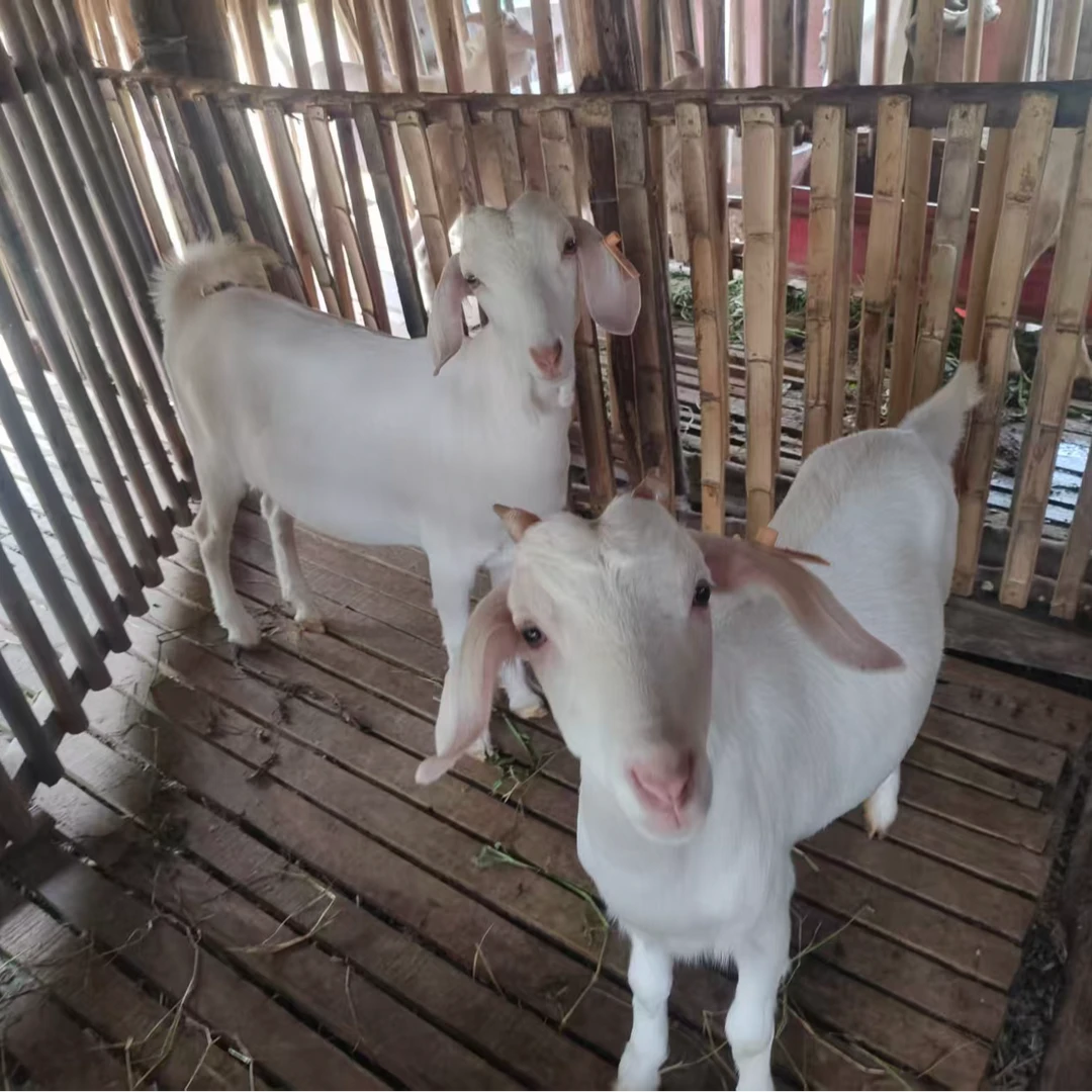 崇明白山羊肉生态散养健康美味