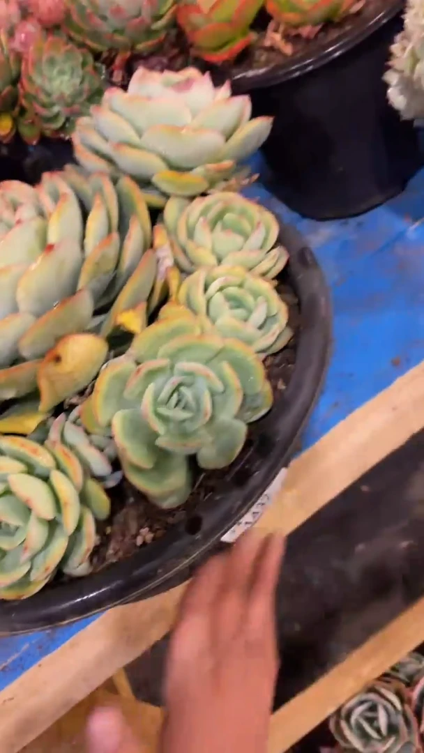 【闪购商品】1432晨露