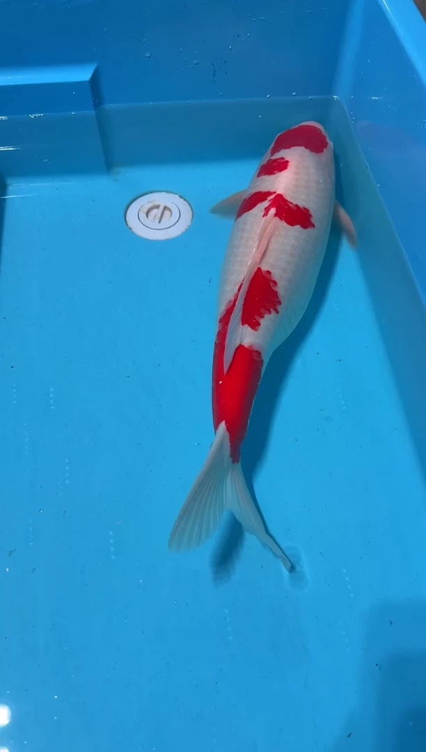 锦鲤尤****）红白 60cm