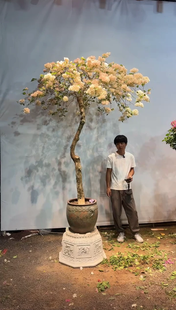 全部花朵猪*人三角梅53