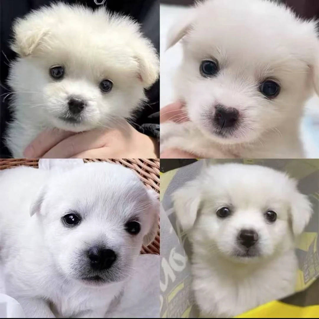 中华田园犬小型长不大家养小白狗活体