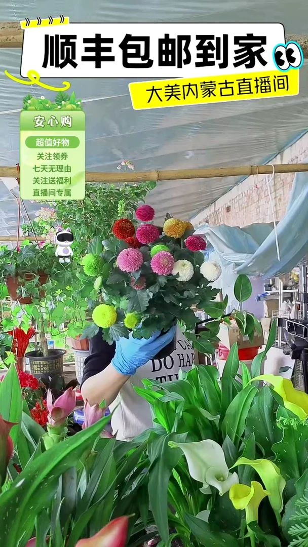 完全开放六色乒乓菊