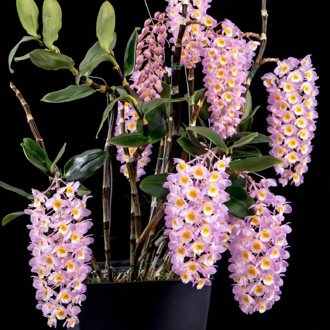 原种红灯笼石斛花香花美易成活桌面绿植