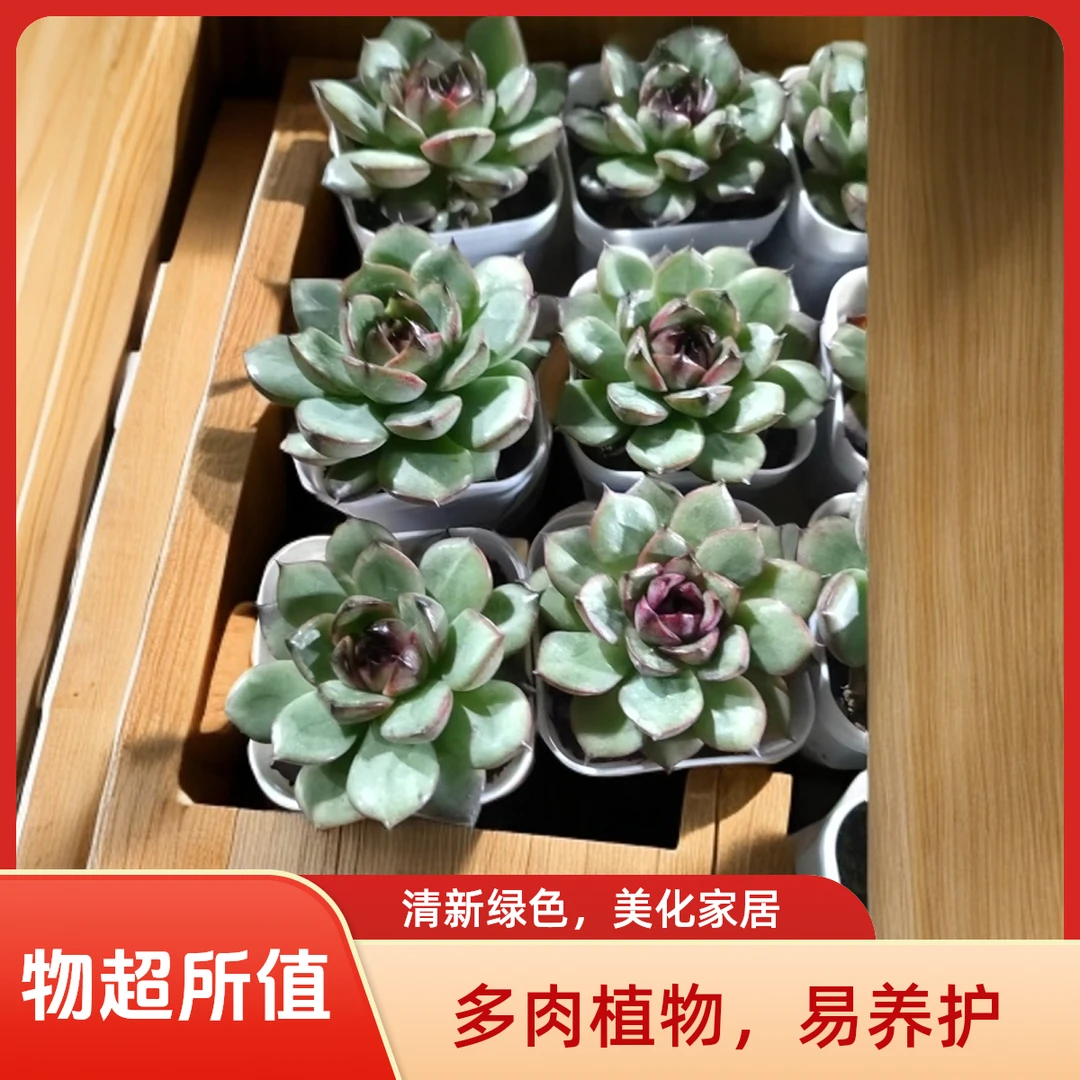 山果珍妮多肉植物盆栽品种好养适合办公室阳台