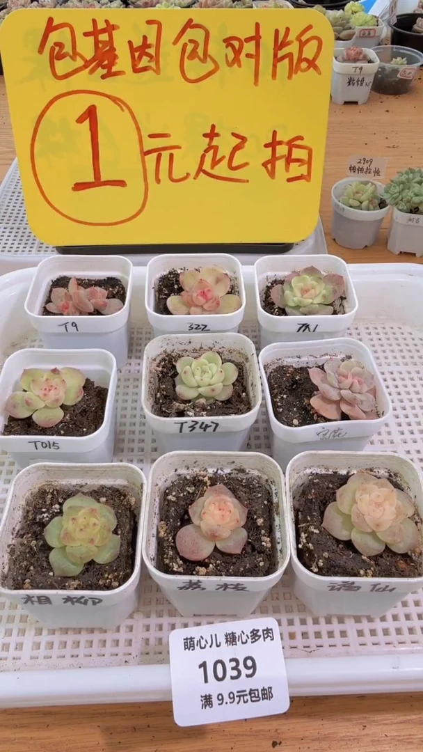 1039  甜心组合9盆