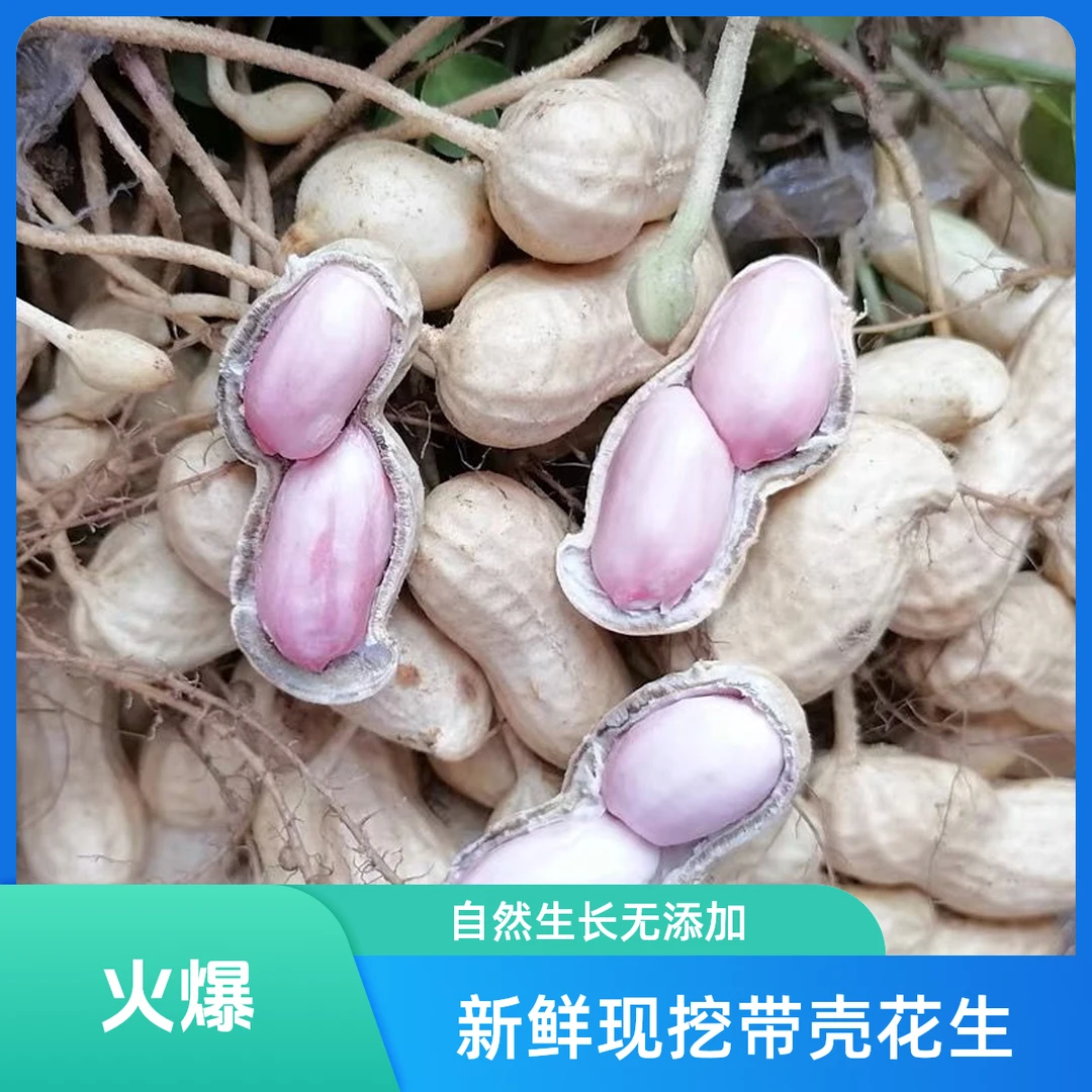 2025新鲜现挖湿花生农家自种带壳粉皮花生5斤【小果】（ 京东次日达）