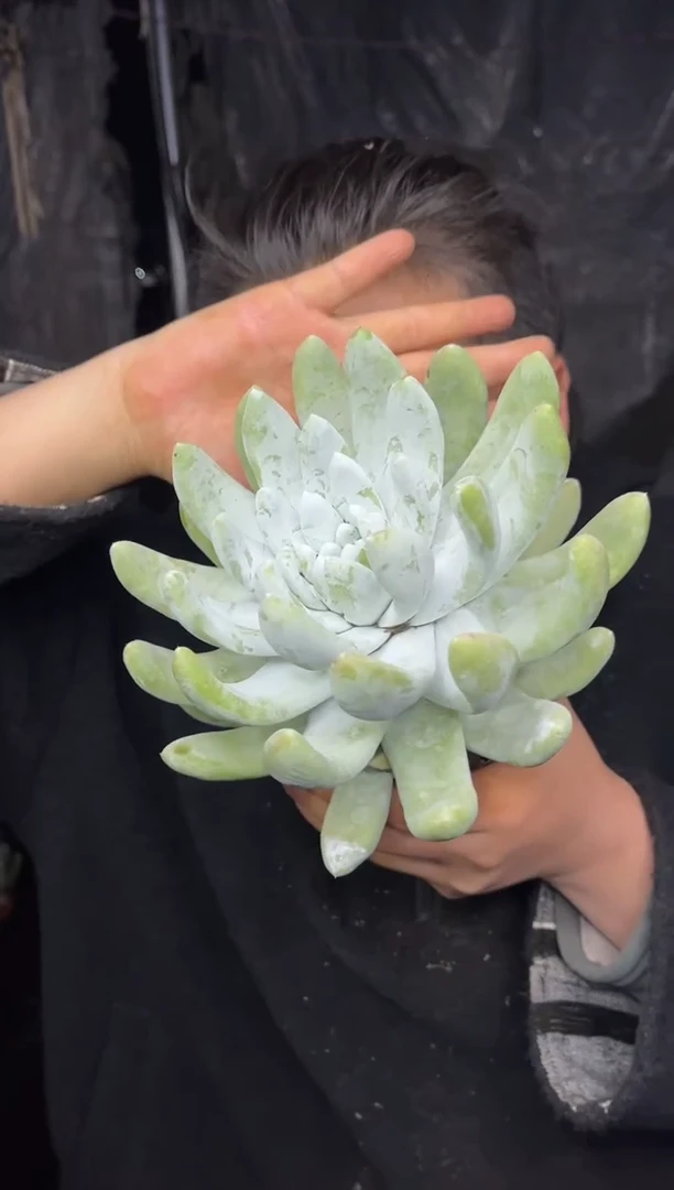 【闪购商品】18-拇指仙女杯15CM8