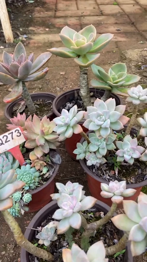 Q273多肉组合默认脱土发货