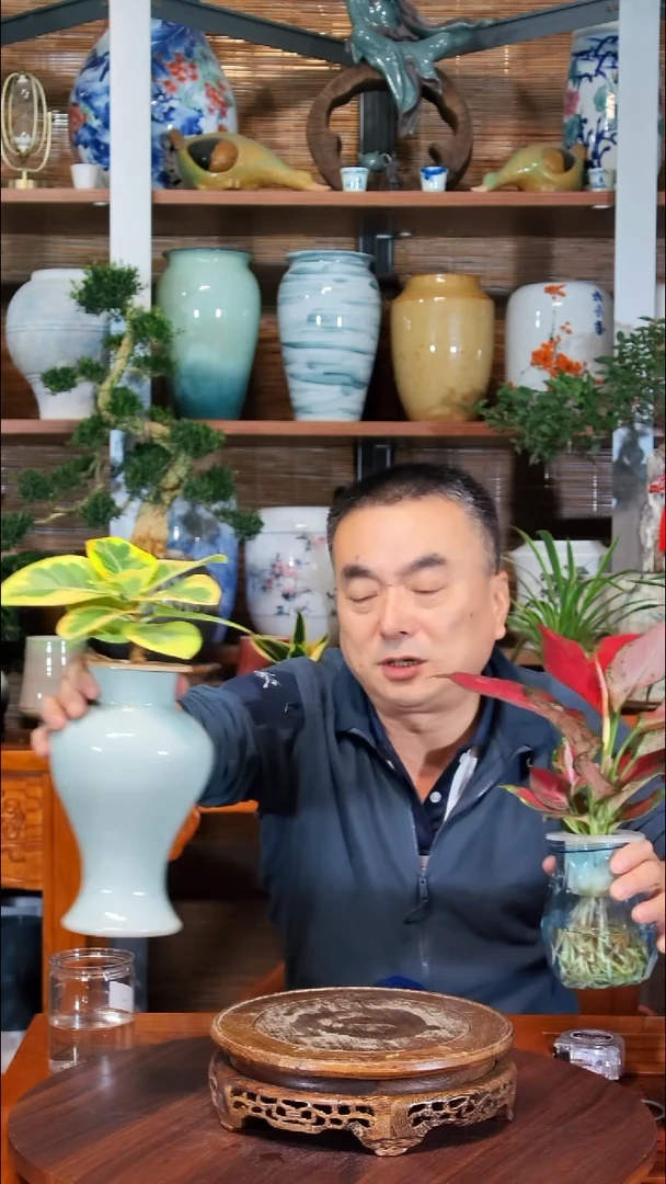 无花朵灵*水之韵水培   黄金榕