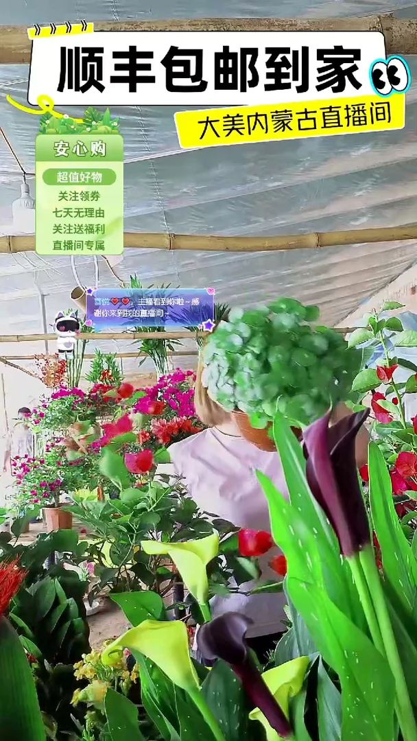 完全开放水培铜钱草
