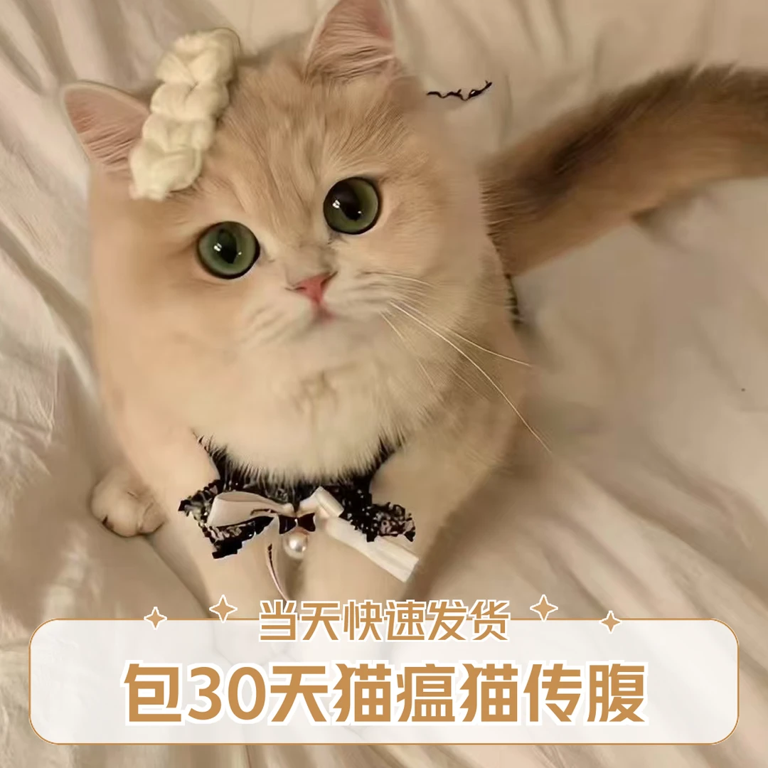 【玥玥专属】可爱萌宠包子脸金渐层矮脚蓝金紫金长毛拿破仑米努特