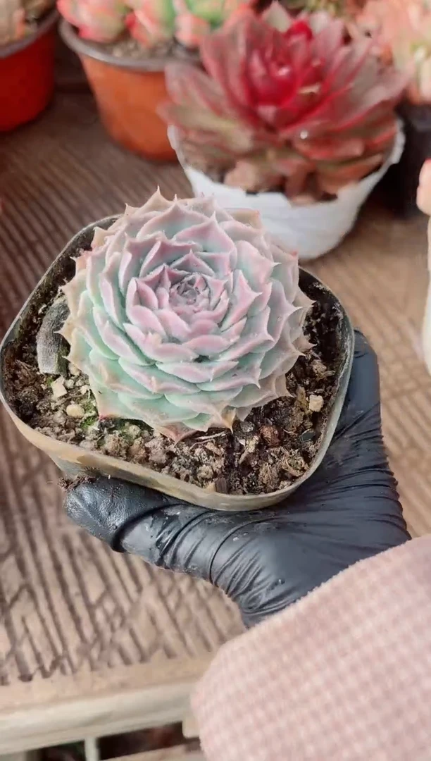 喵***代跃跃精品多肉17062