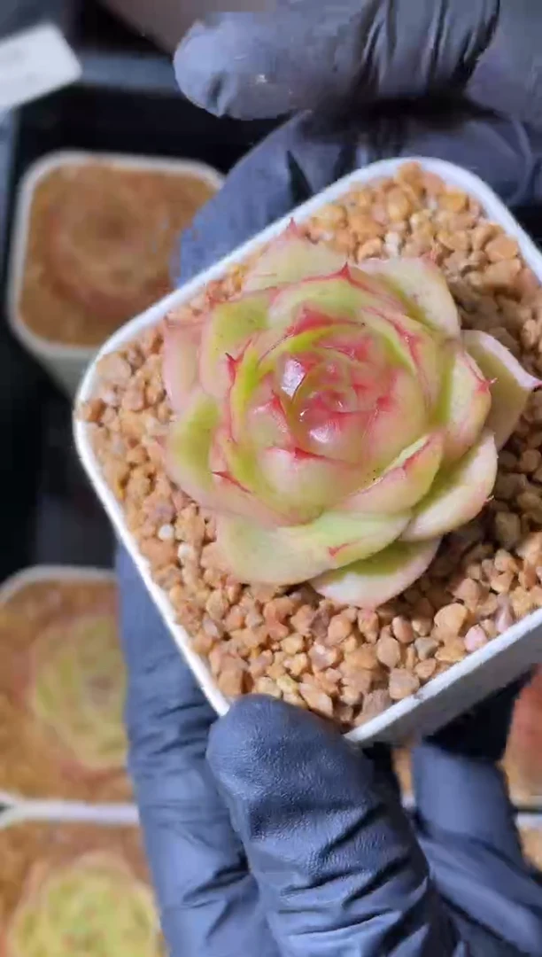 闪购2346 小橘包3-4厘米 量拍发一颗