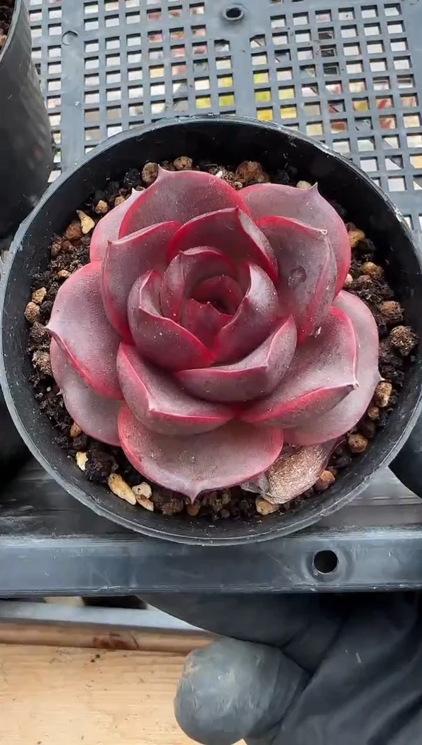 【闪购商品】0205-106发光玫瑰圆叶80#（量拍