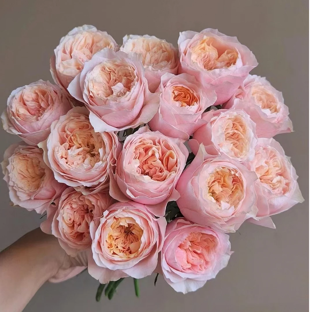 【独鬏鬏优选】云南鲜花 [粉蝴蝶] 单头玫瑰 顺丰直发