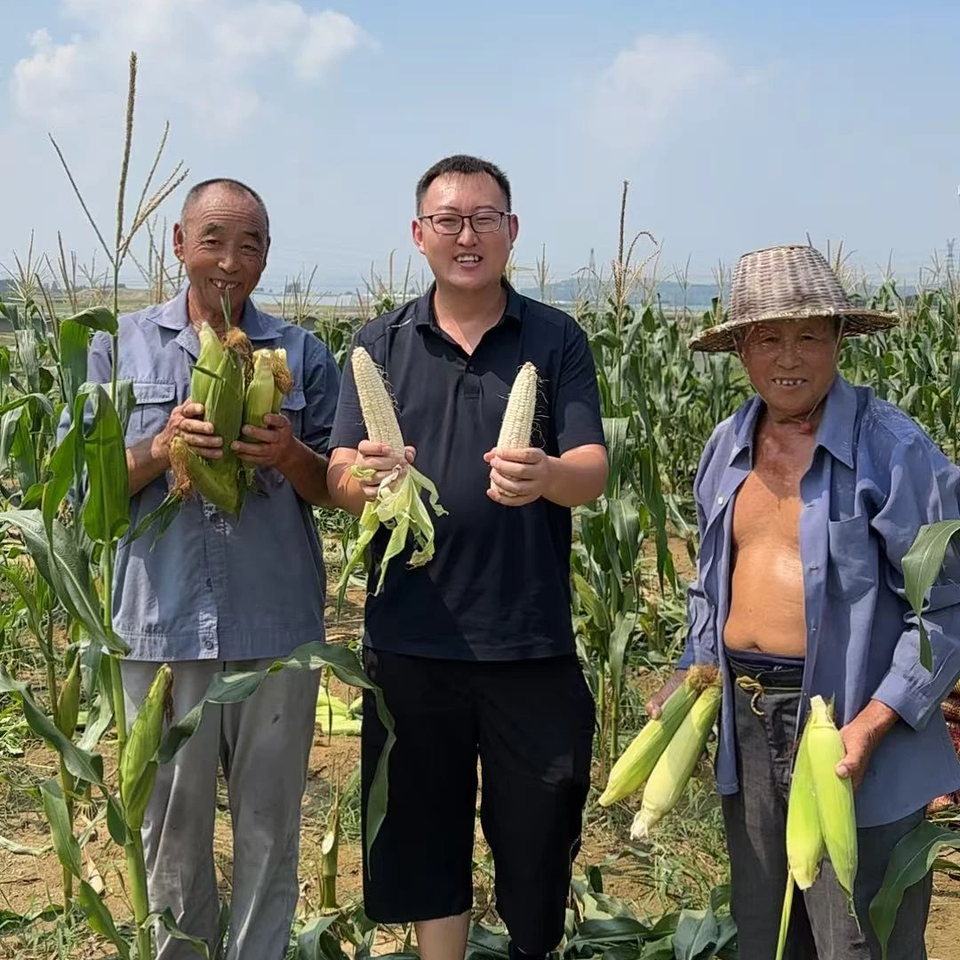 【黄金篮】香甜水果玉米6-8根丨不打农药丨蒸煮味道更好