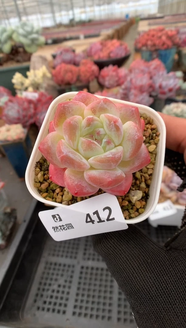 142糖心一物一拍