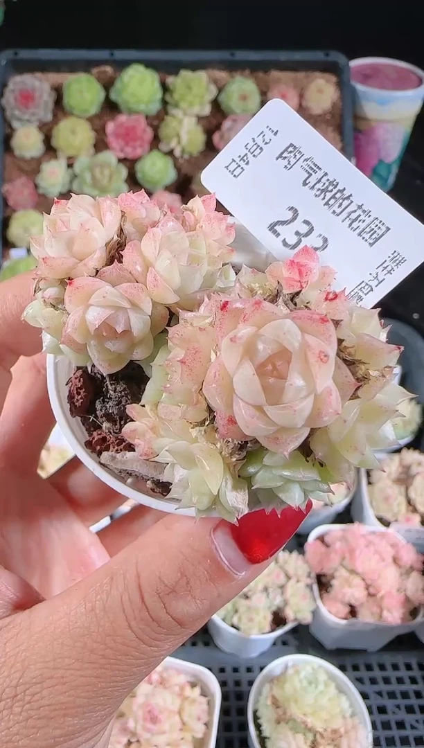 1204-233多肉群生不包整