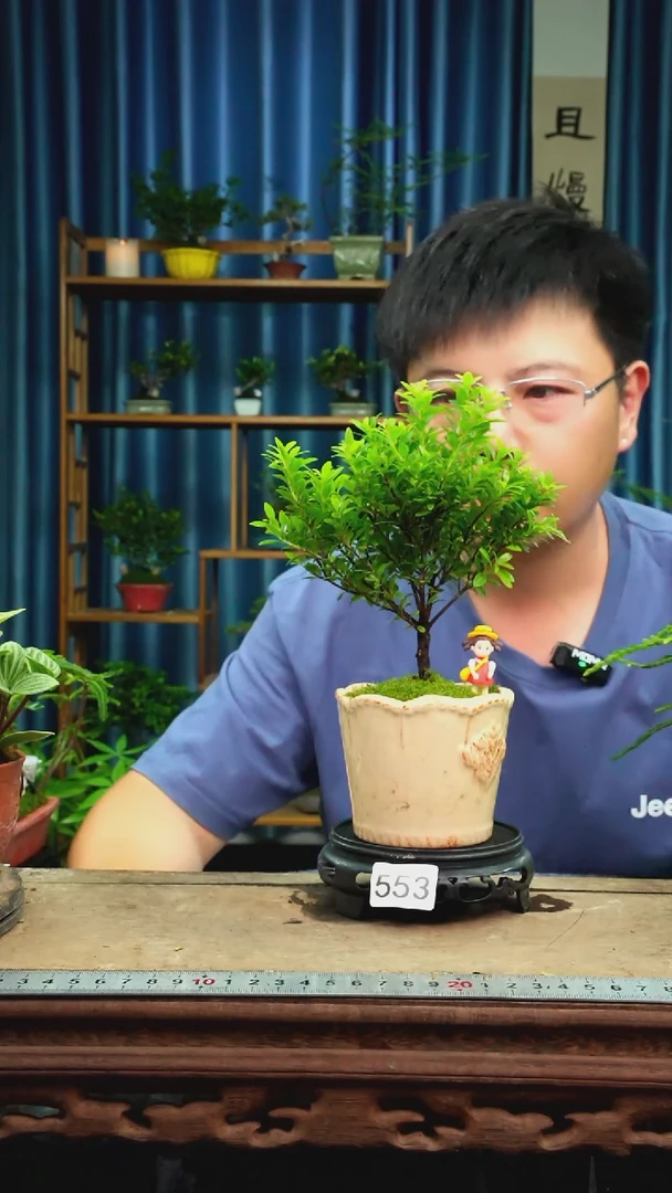 无花朵苔藓微景观553号