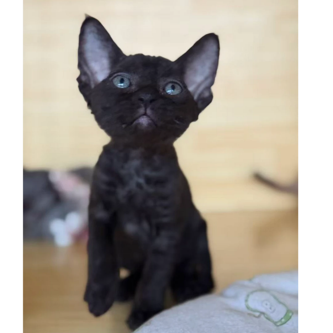 德文卷毛猫 纯黑妹妹