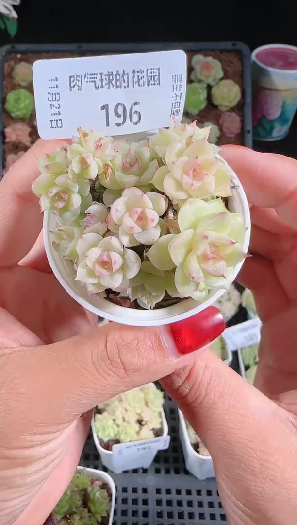 1121-196群生不包整