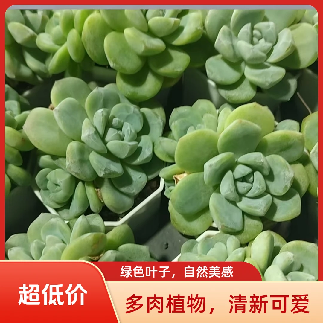 冰玉群多肉植物盆栽品种好养适合办公室阳台