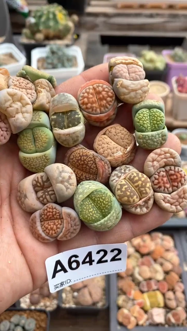 【闪购商品】6422直播一物一拍