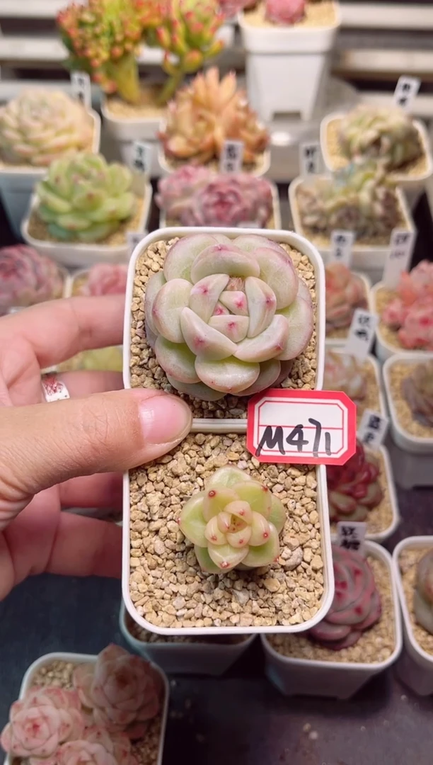 【闪购商品】M471啾咪和玄兔一物一拍