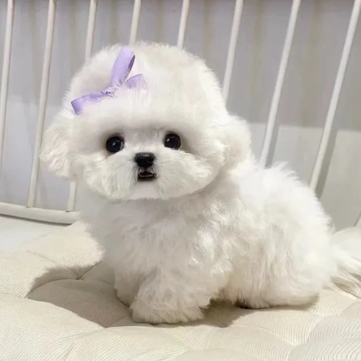 【重庆小萌主】萌宠