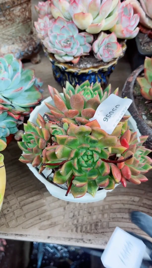 火*?05056多肉植物一物一拍
