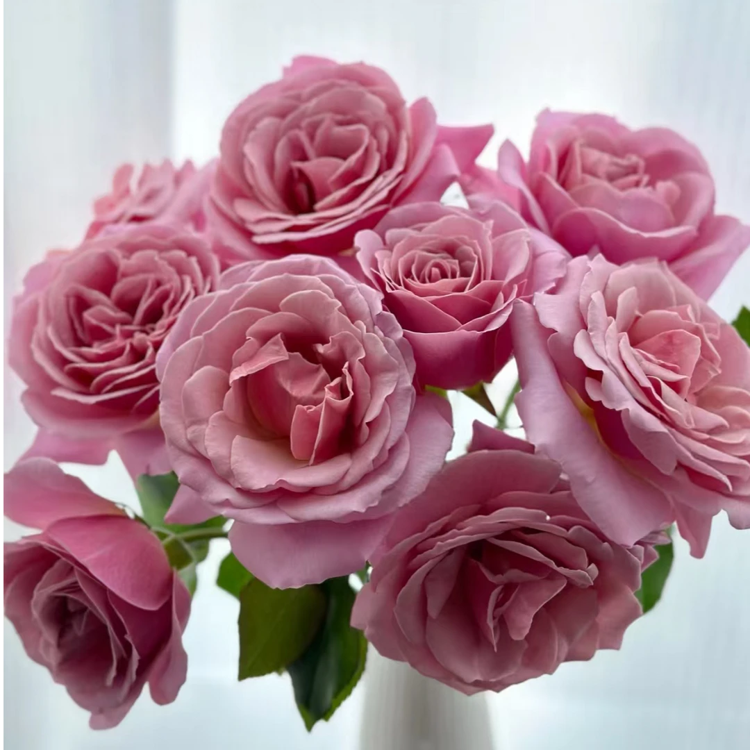 【独鬏鬏优选】云南A级稀有 [简雅] 单头玫瑰  顺丰配送