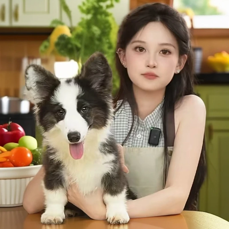 瓢总宠物云宝瓢总柯基小狗大队虎斑卡迪根妹妹柯基宠物活体狗狗