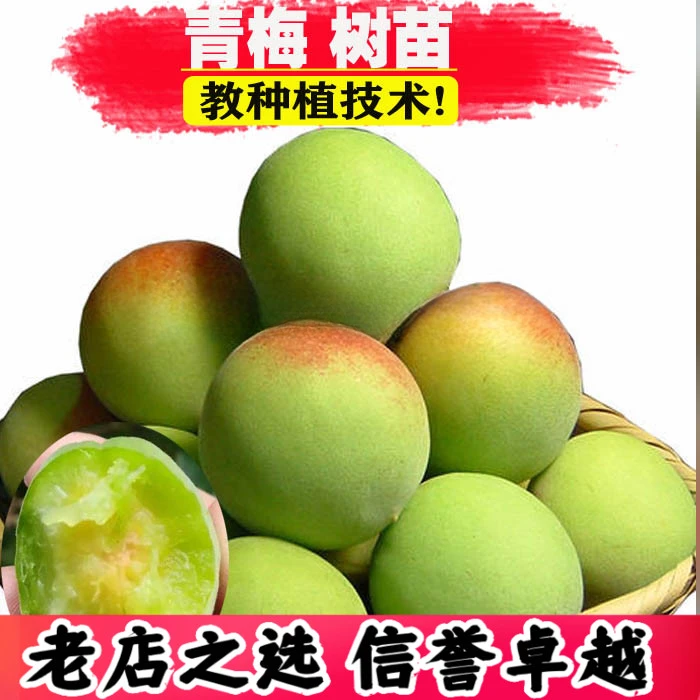 嫁接梅子树青梅树苗 梅子果梅树苗地栽酸甜适中果大核小 当年结果