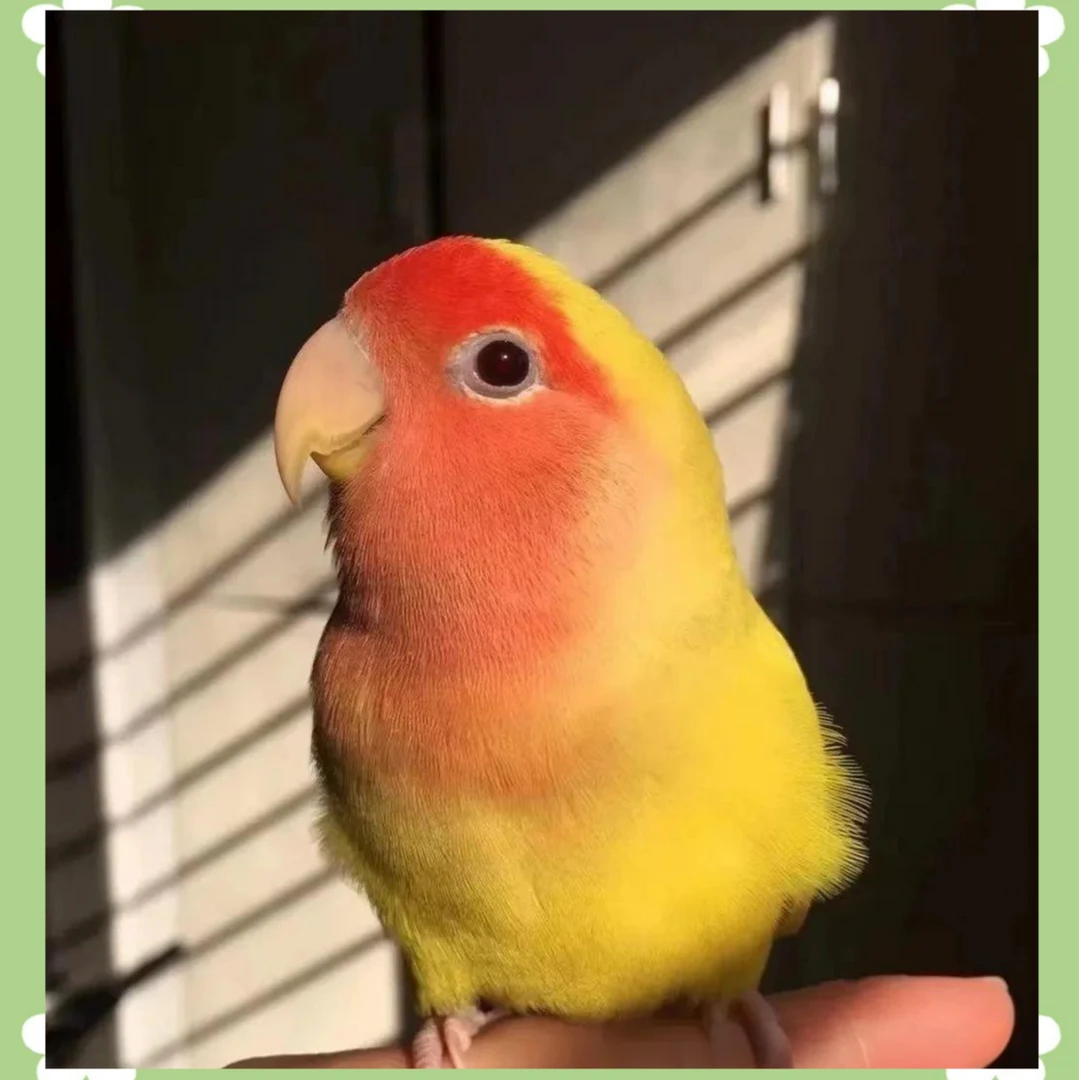 可锻炼手养亲人粘人牡丹鹦鹉可爱金色活体宠物鹦鹉观赏宠物鸟