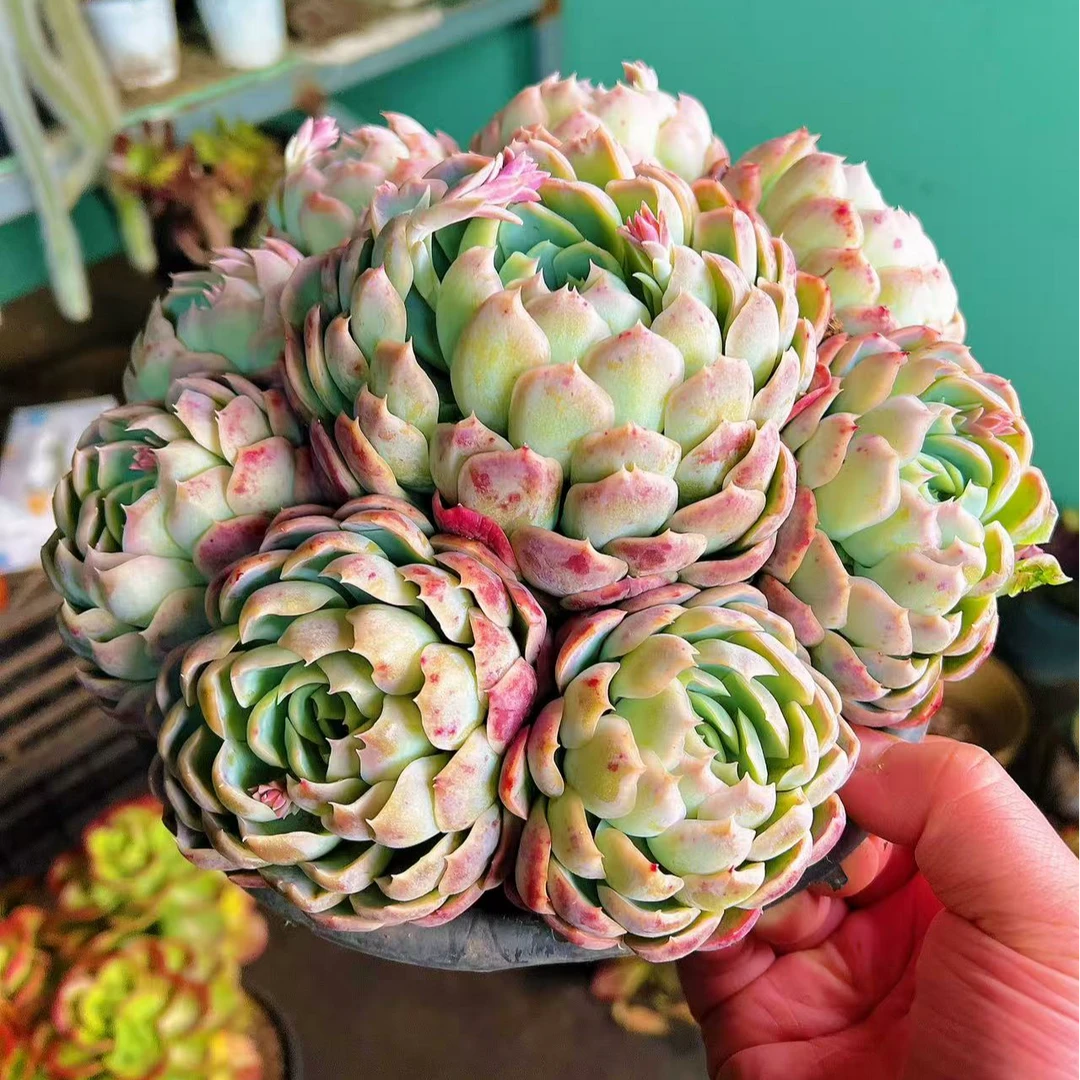 带香味的香水贝瑞，整桩带盆土发货