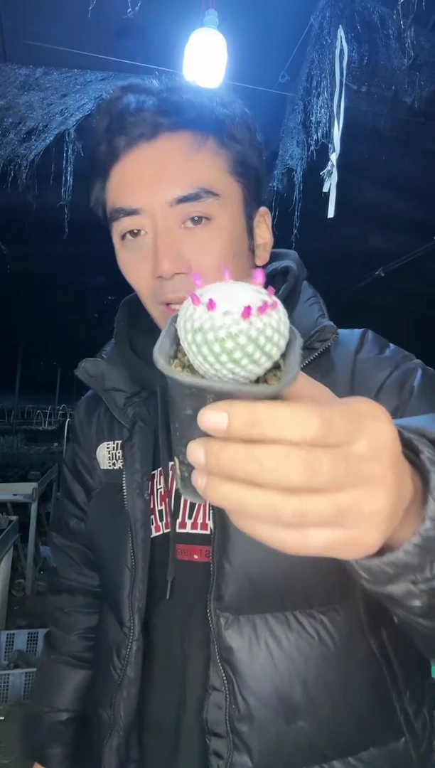 【闪购商品】大型姬春心1111111