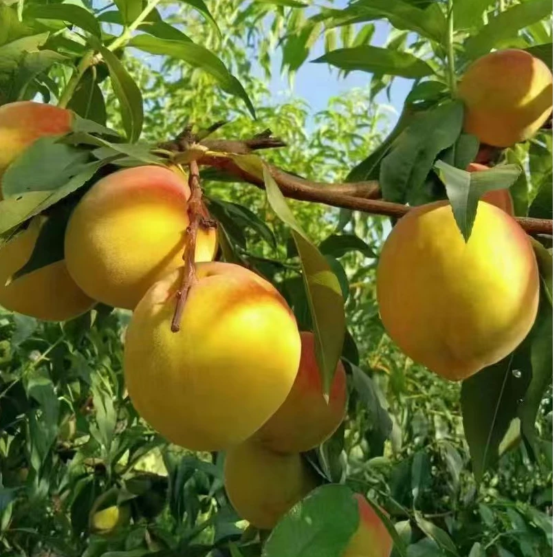 麻阳高山锦绣黄桃