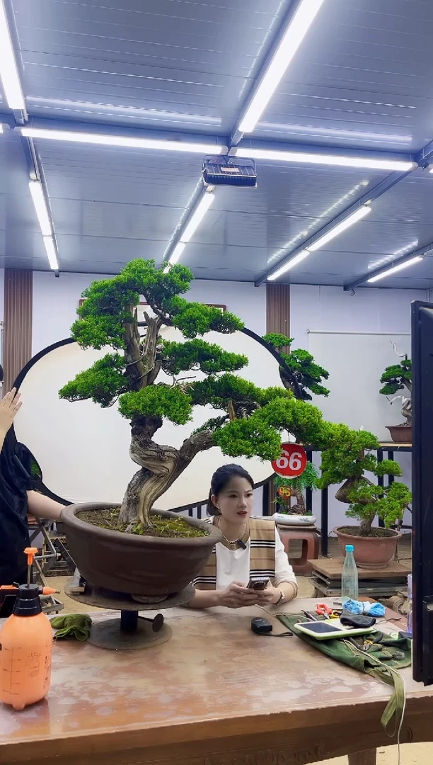 无花朵凯**架00000000000