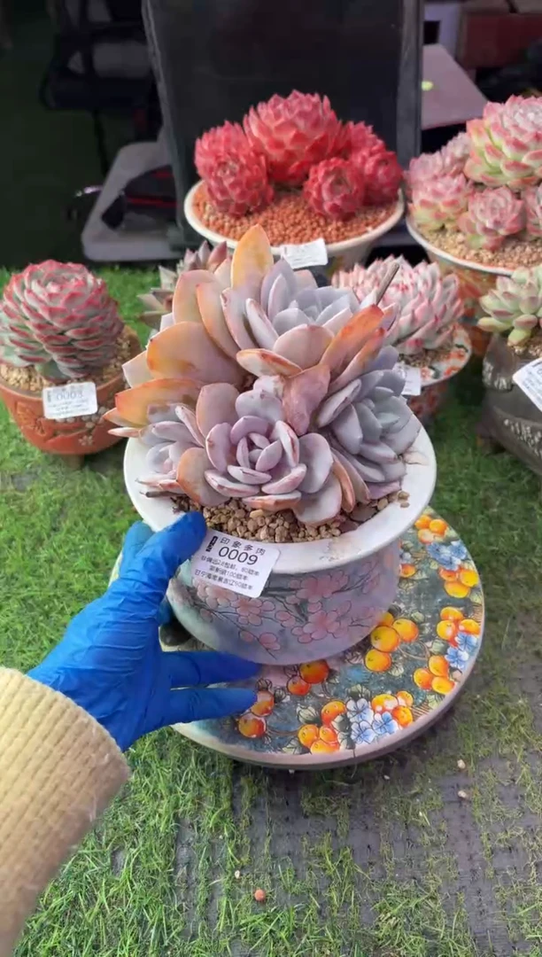 昆明印象多肉0009