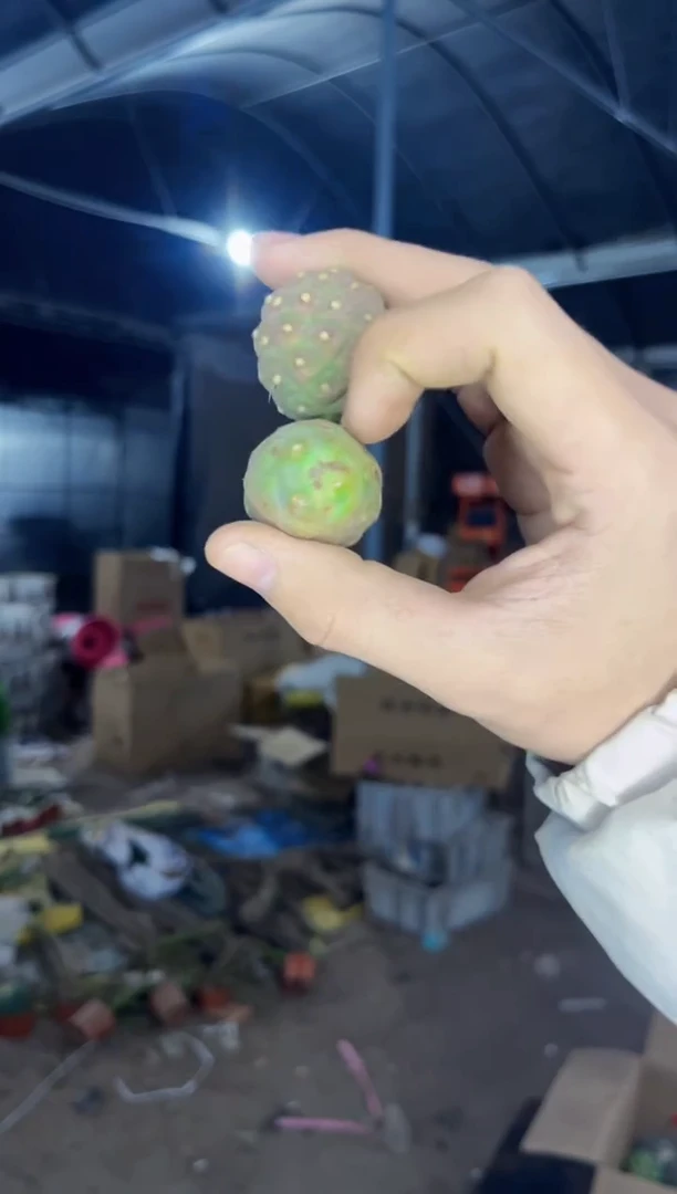 【闪购商品】2颗习志野【无根】