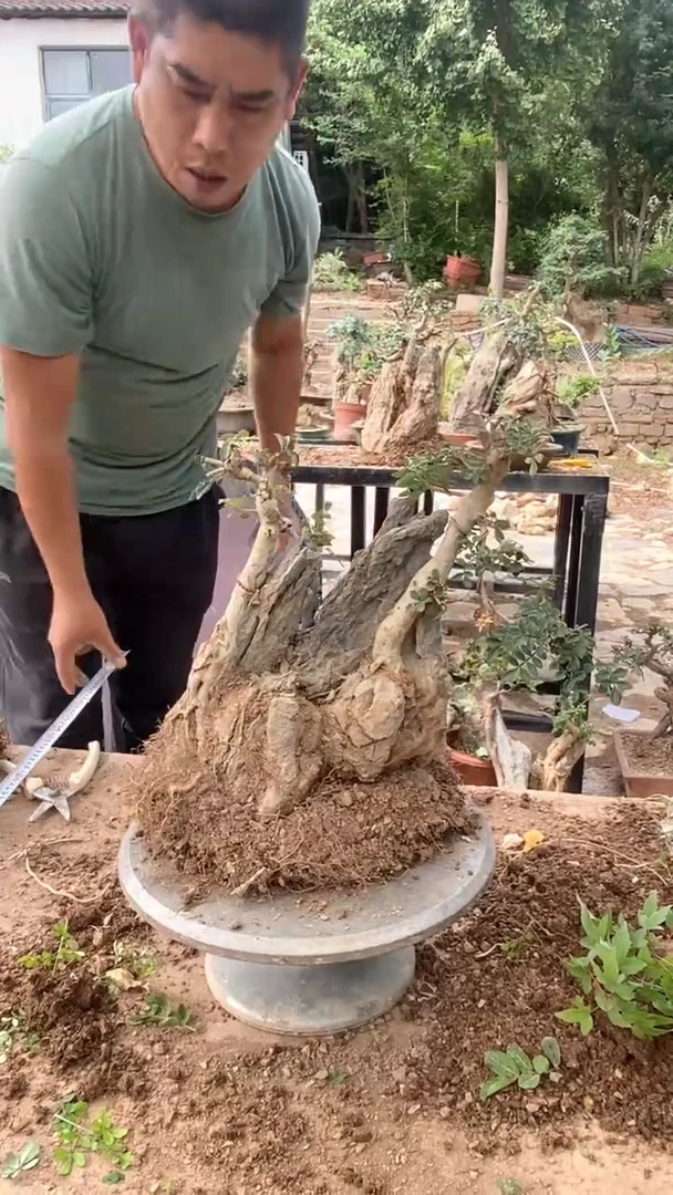 无花朵附石白蜡盆栽无盆
