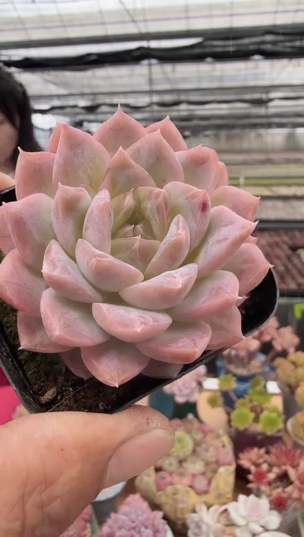 东云多肉园新款-50