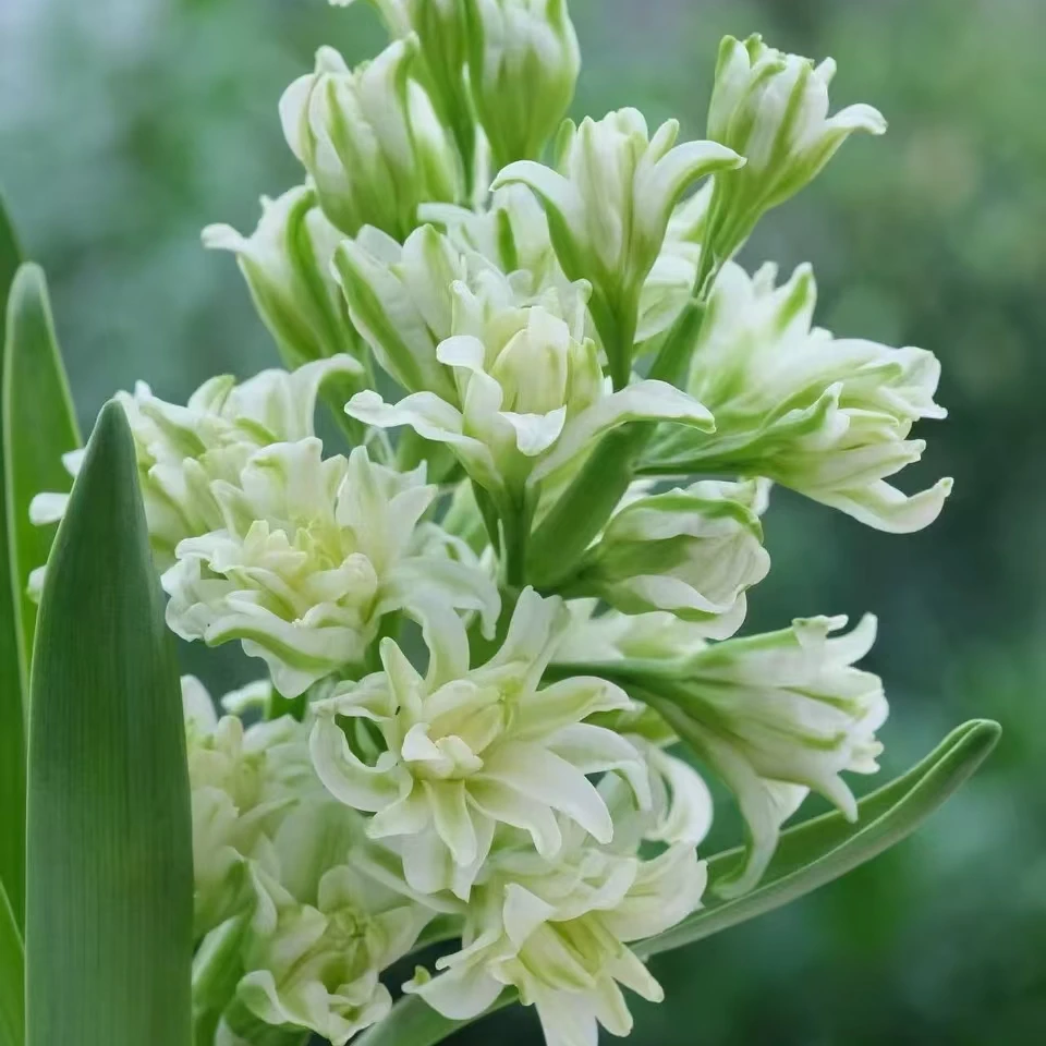 预售球朵朵重瓣新品风信子种球简易盆栽绿植春天信使易养易花耐寒