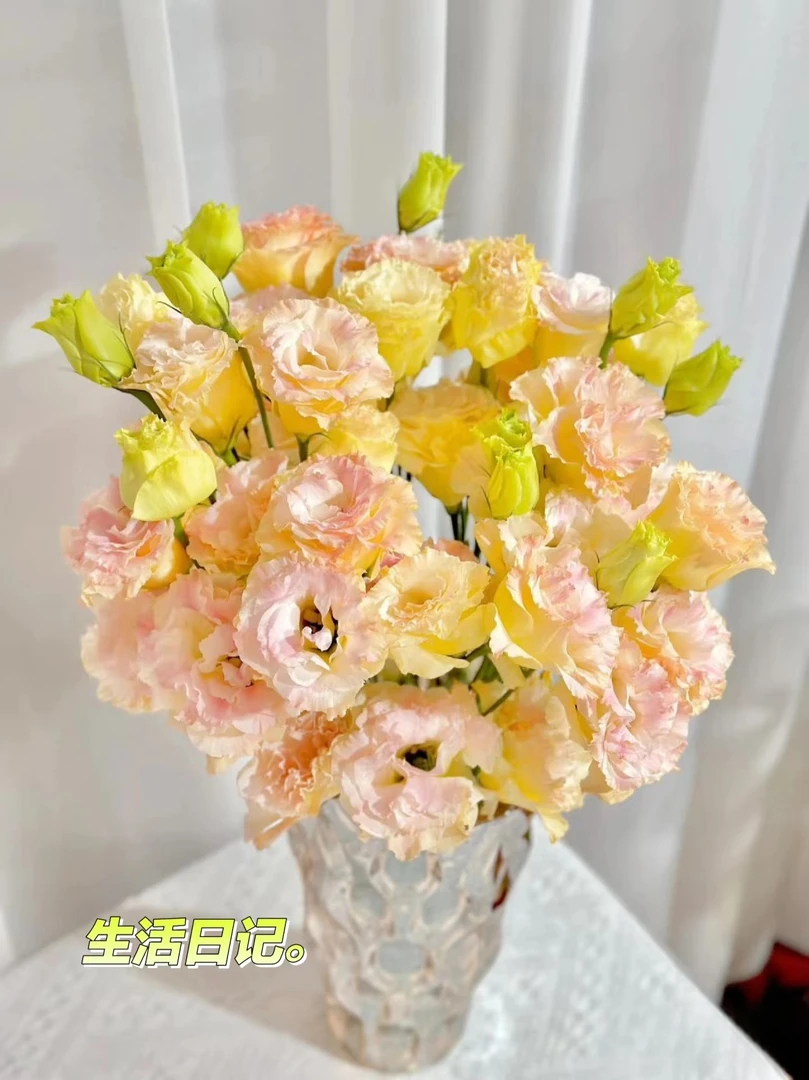 两单包邮！【香槟】洋桔梗