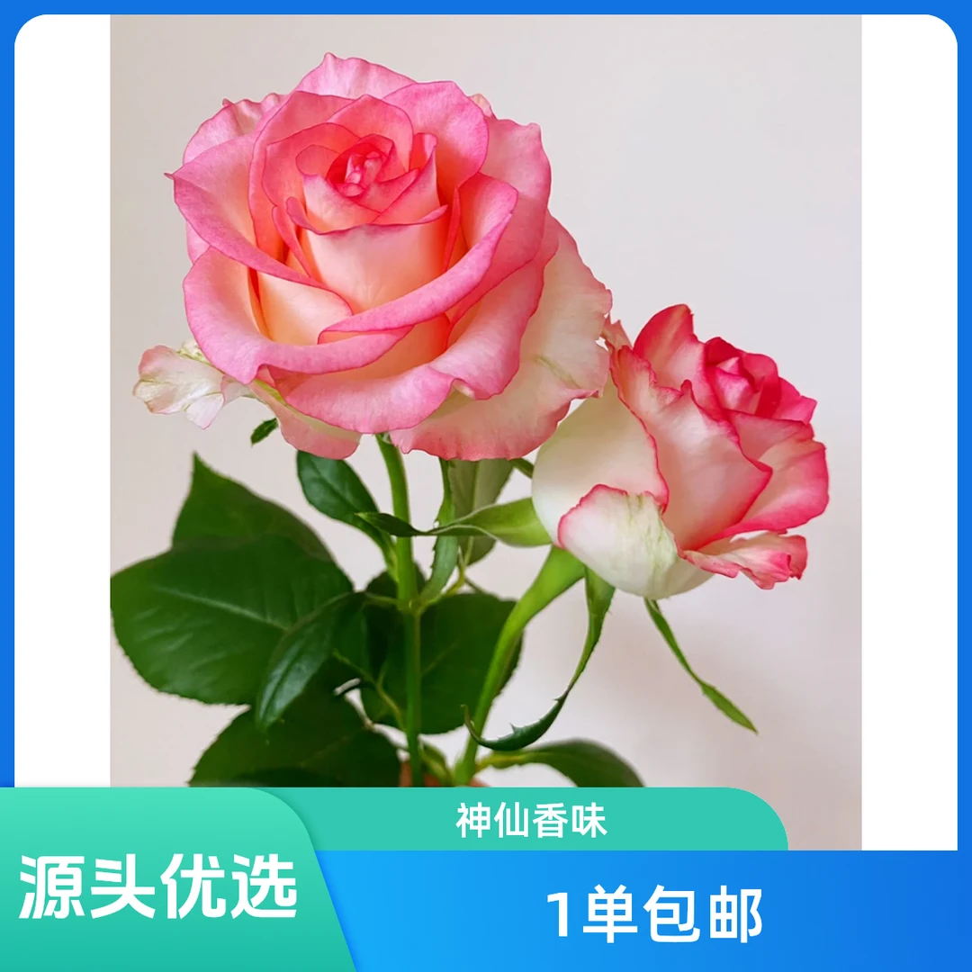 植此1单包邮 [艾莎单头玫瑰]粉色玫瑰云南基地直发