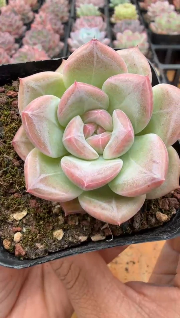 东云多肉园二店-127