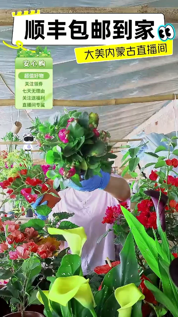 完全开放长寿顺丰包邮拍完选色