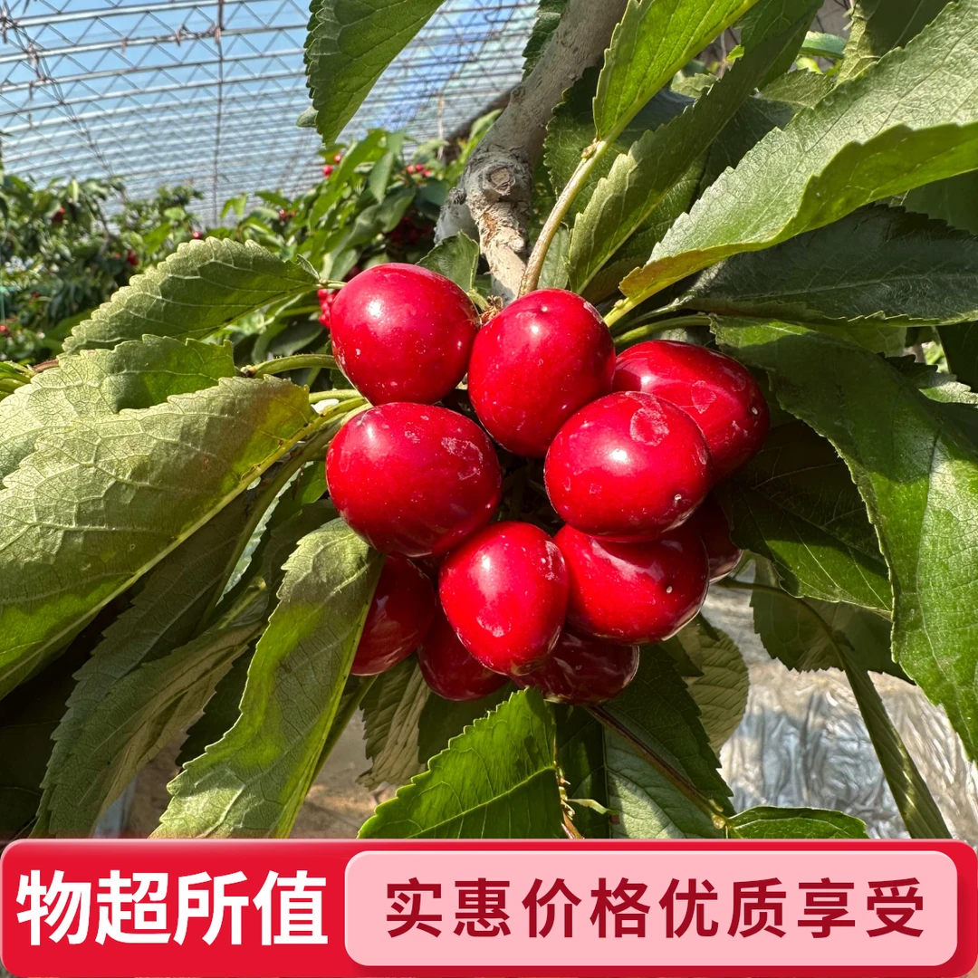 【五斤特大果】大连金鼎红樱桃5斤顺丰包邮2J新鲜水果金鼎红
