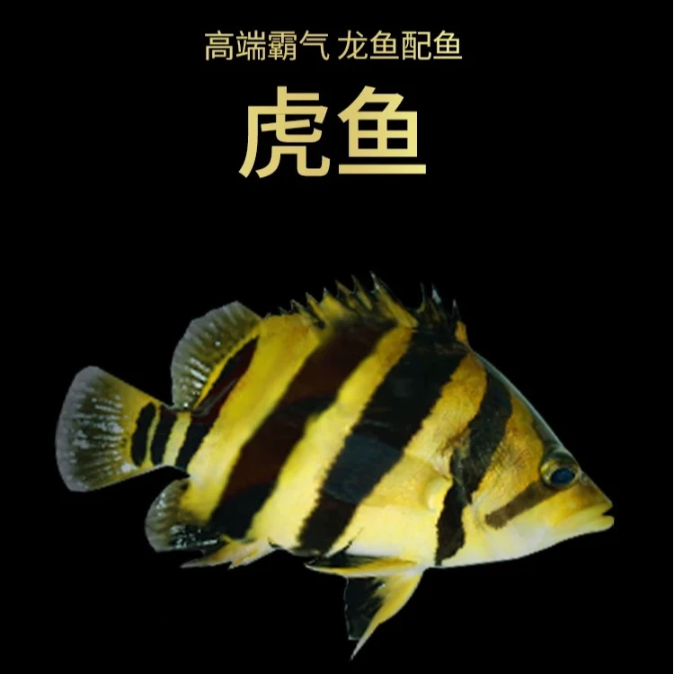 苏门答腊三纹四纹虎鱼热带观赏鱼龙鱼配鱼