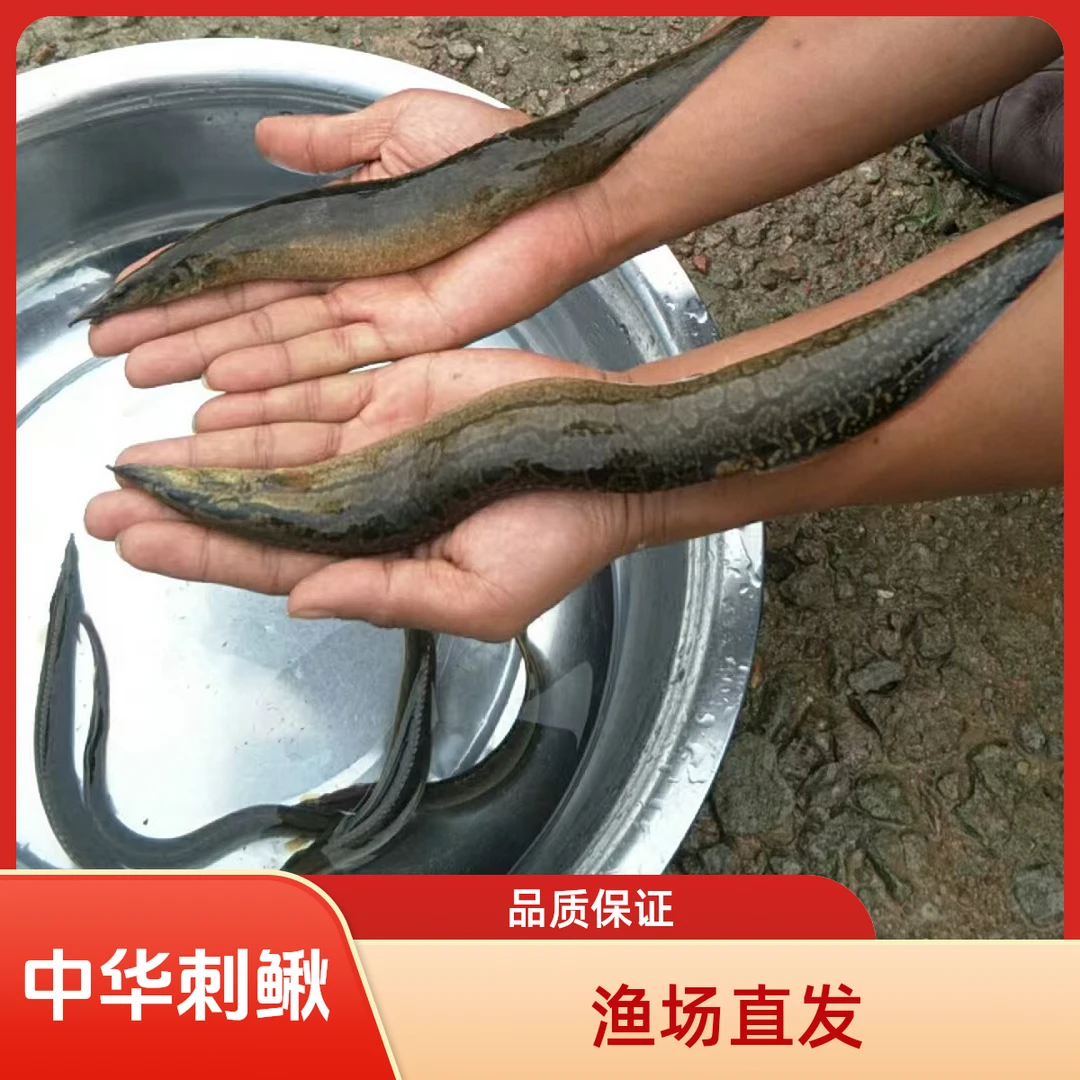 中华刺鳅鱼 大刺鳅 淡水鱼 刀鳅鱼 沙鳅鱼